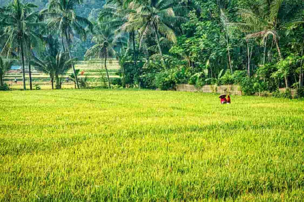 Farming in Goa