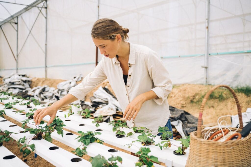 Hydroponics farming in Goa