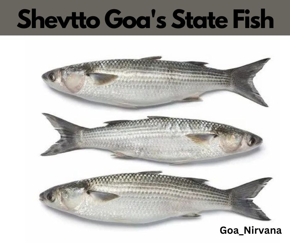 Shevtto: Goa’s State Fish